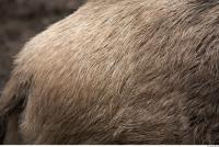 boar fur 0001